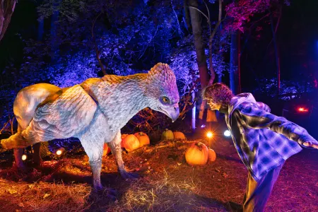 Harry Potter Forbidden Forest - Cincinnati